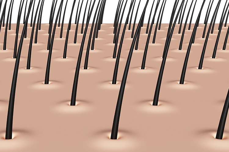 毛根鞘とは その役割や薄毛 抜け毛との関係性を解説 薄毛治療 Agaならagaナビ アイメッド
